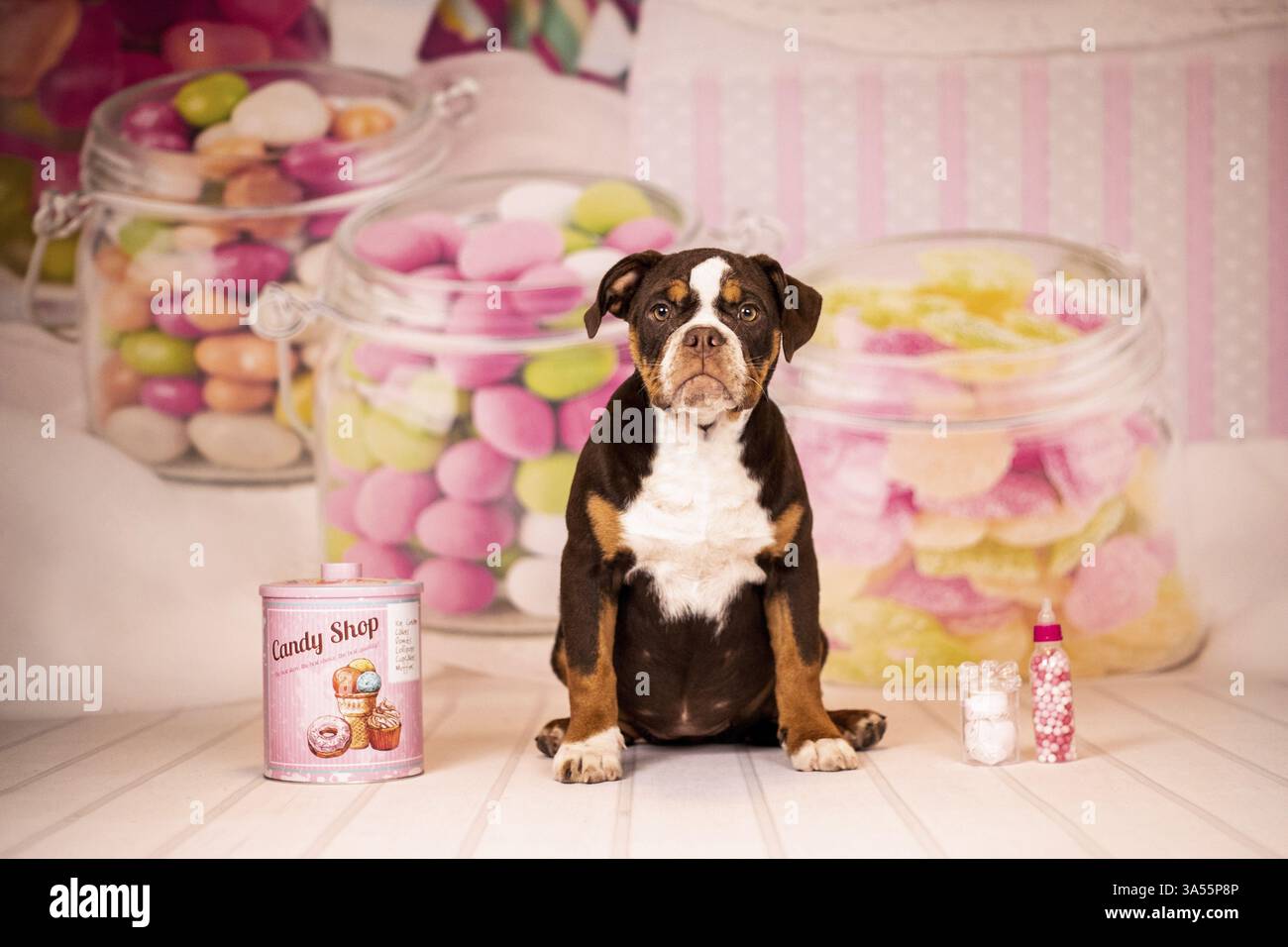 Olde English Bulldogge Welpen Stockfoto