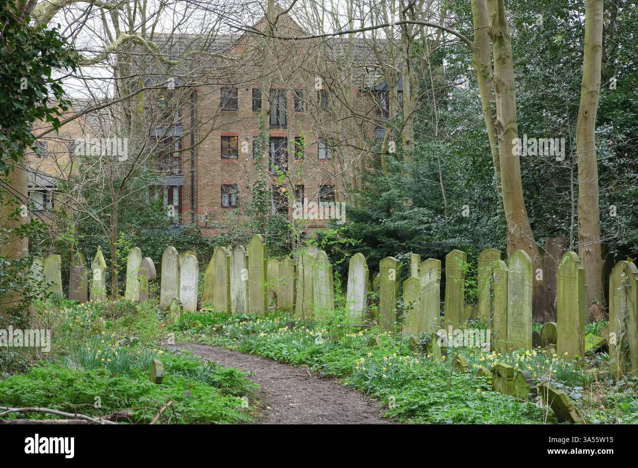 Im Tower Hamlets Cemetery Park, London, befinden sich neben den Bäumen mehrere Grabsteine Stockfoto