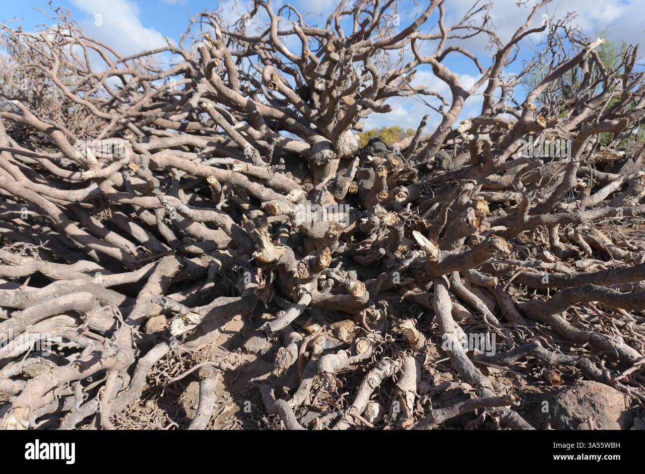 Trockene Küstenpflanze mit kargen Blättern, die an der vulkanischen Küste Teneriffas wachsen, mit dem Atlantischen Ozean im Hintergrund unter klarem blauem Himmel. Stockfoto