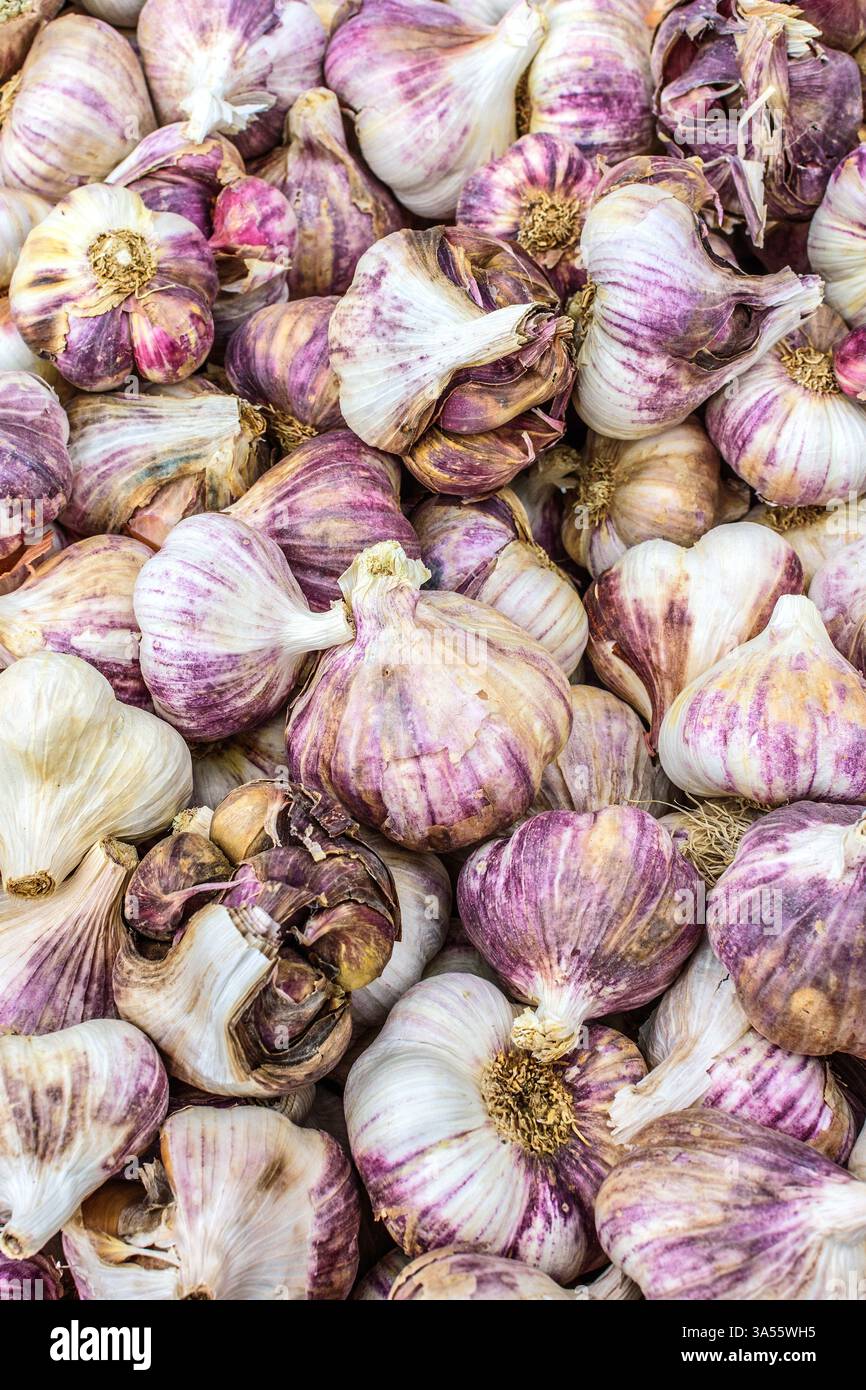 Unvollkommene Knoblauchzwiebeln auf dem Marktstand - Loches, Indre-et-Loire (37), Frankreich. Stockfoto