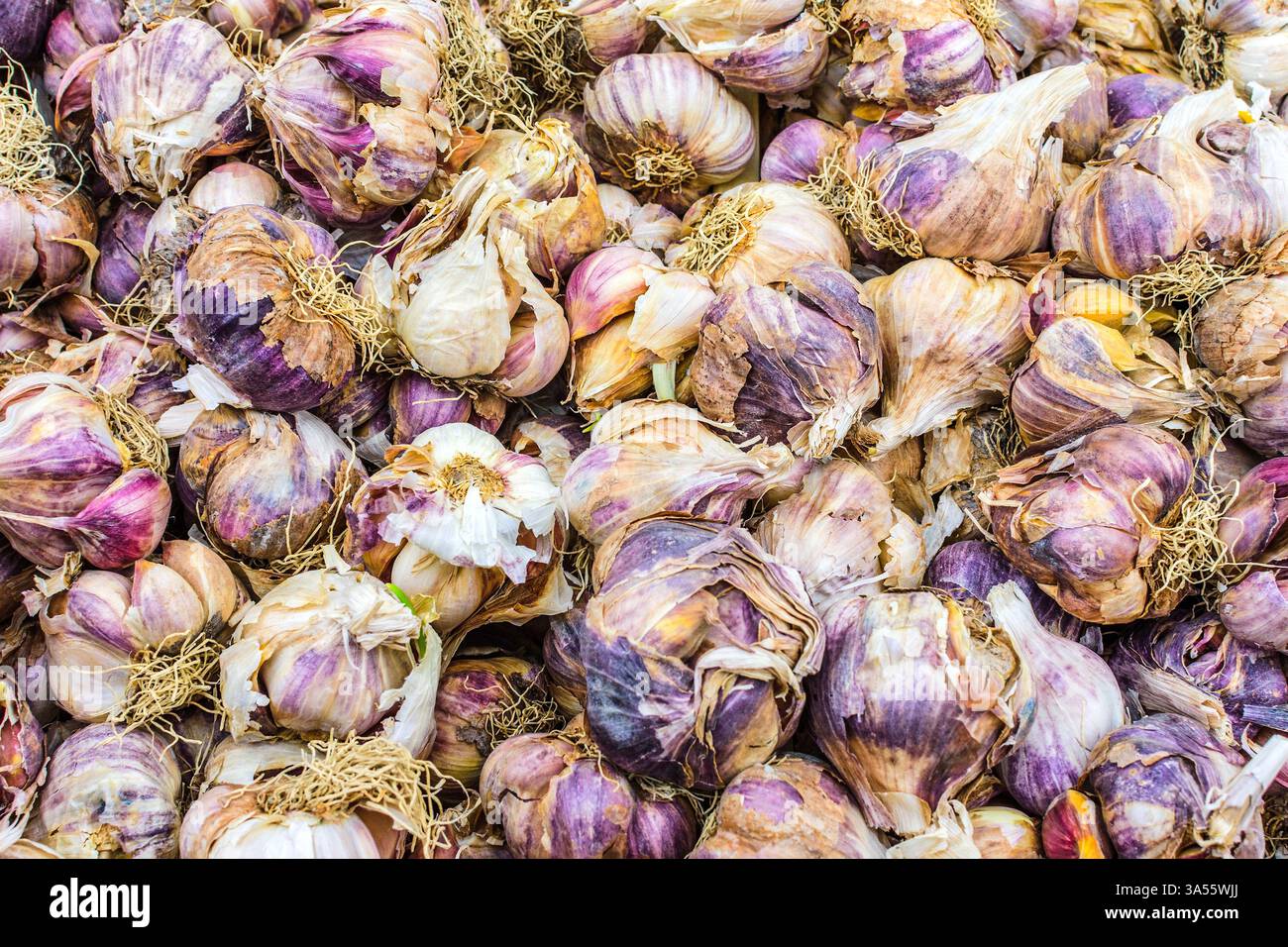 Unvollkommene Knoblauchzwiebeln auf dem Marktstand - Loches, Indre-et-Loire (37), Frankreich. Stockfoto