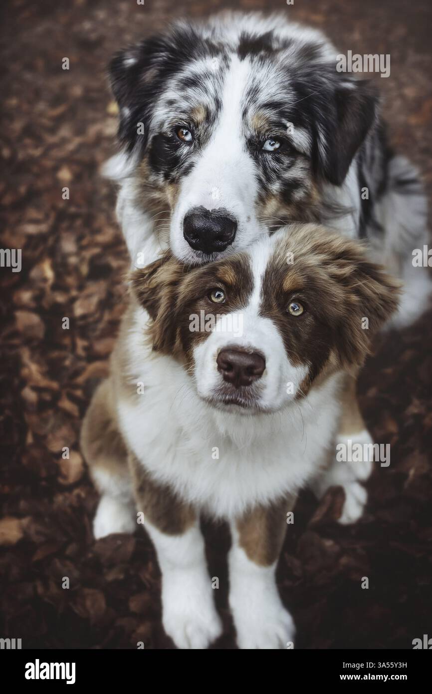 Männliche Australian Shepherd Stockfoto