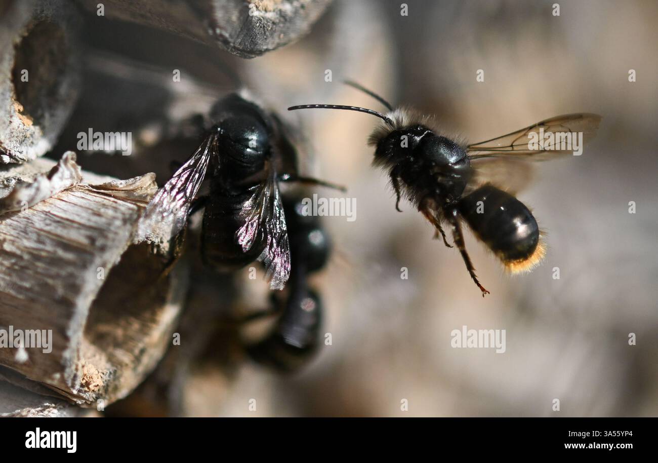 21. März 2025, Hessen, Frankfurt/Main: Rostrote maurerbienen bevölkern ein Wildbienenhotel auf dem Gelände des MainÄppelHauses am Frankfurter Lohrberg. Foto: Arne Dedert/dpa Stockfoto