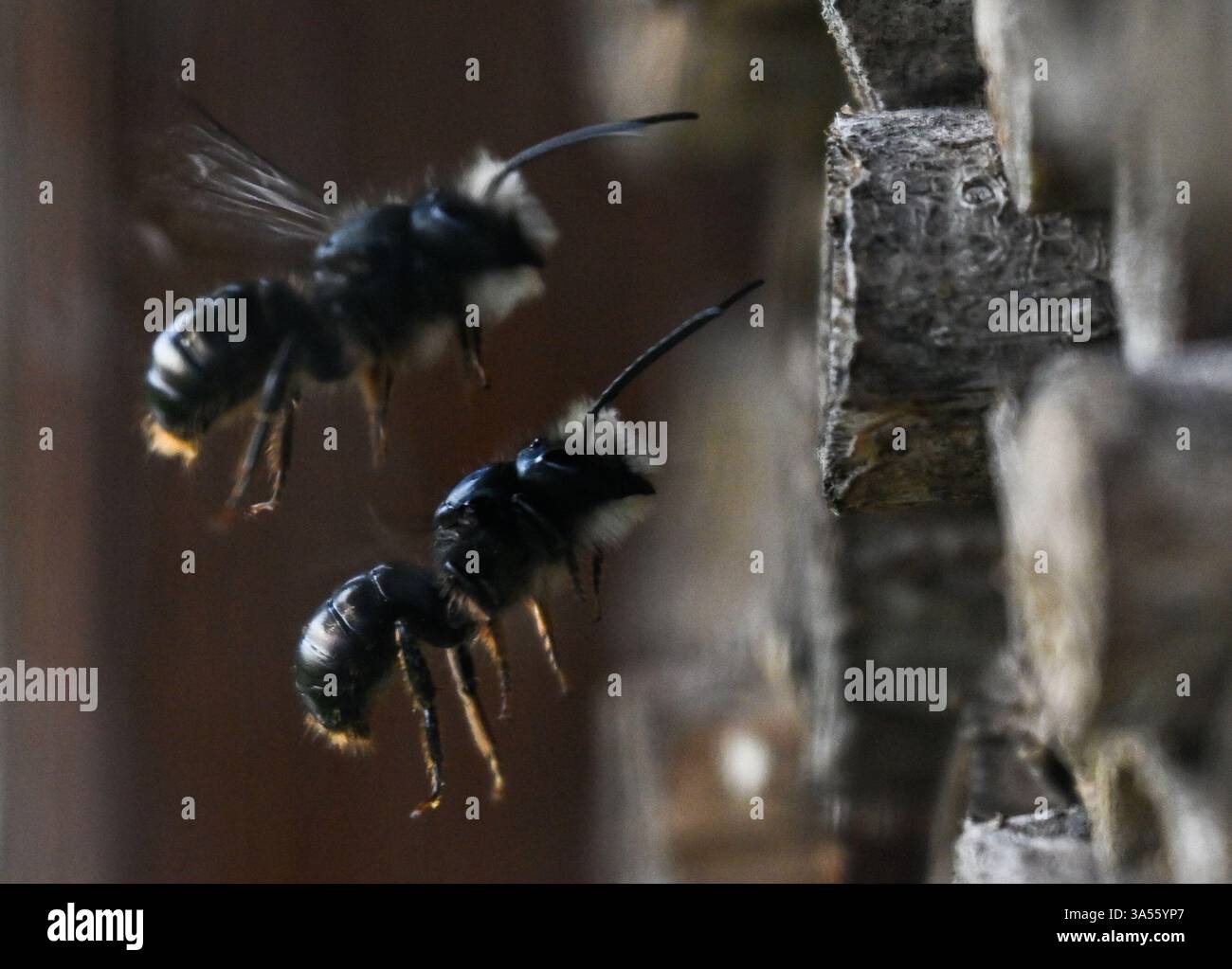 21. März 2025, Hessen, Frankfurt/Main: Rostrote maurerbienen bevölkern ein Wildbienenhotel auf dem Gelände des MainÄppelHauses am Frankfurter Lohrberg. Foto: Arne Dedert/dpa Stockfoto