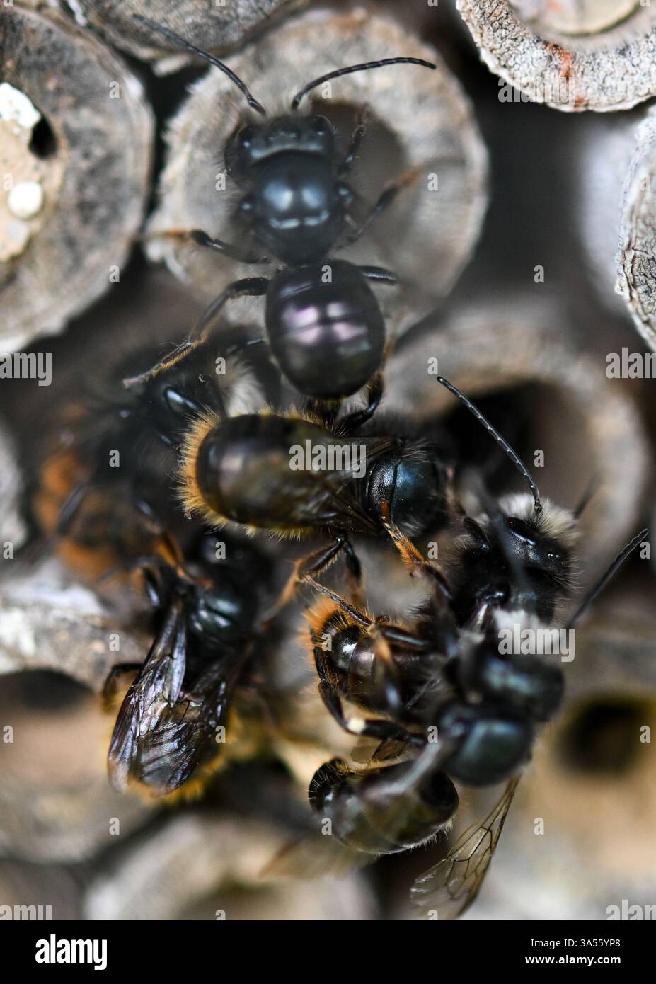 21. März 2025, Hessen, Frankfurt/Main: Rostrote maurerbienen bevölkern ein Wildbienenhotel auf dem Gelände des MainÄppelHauses am Frankfurter Lohrberg. Foto: Arne Dedert/dpa Stockfoto