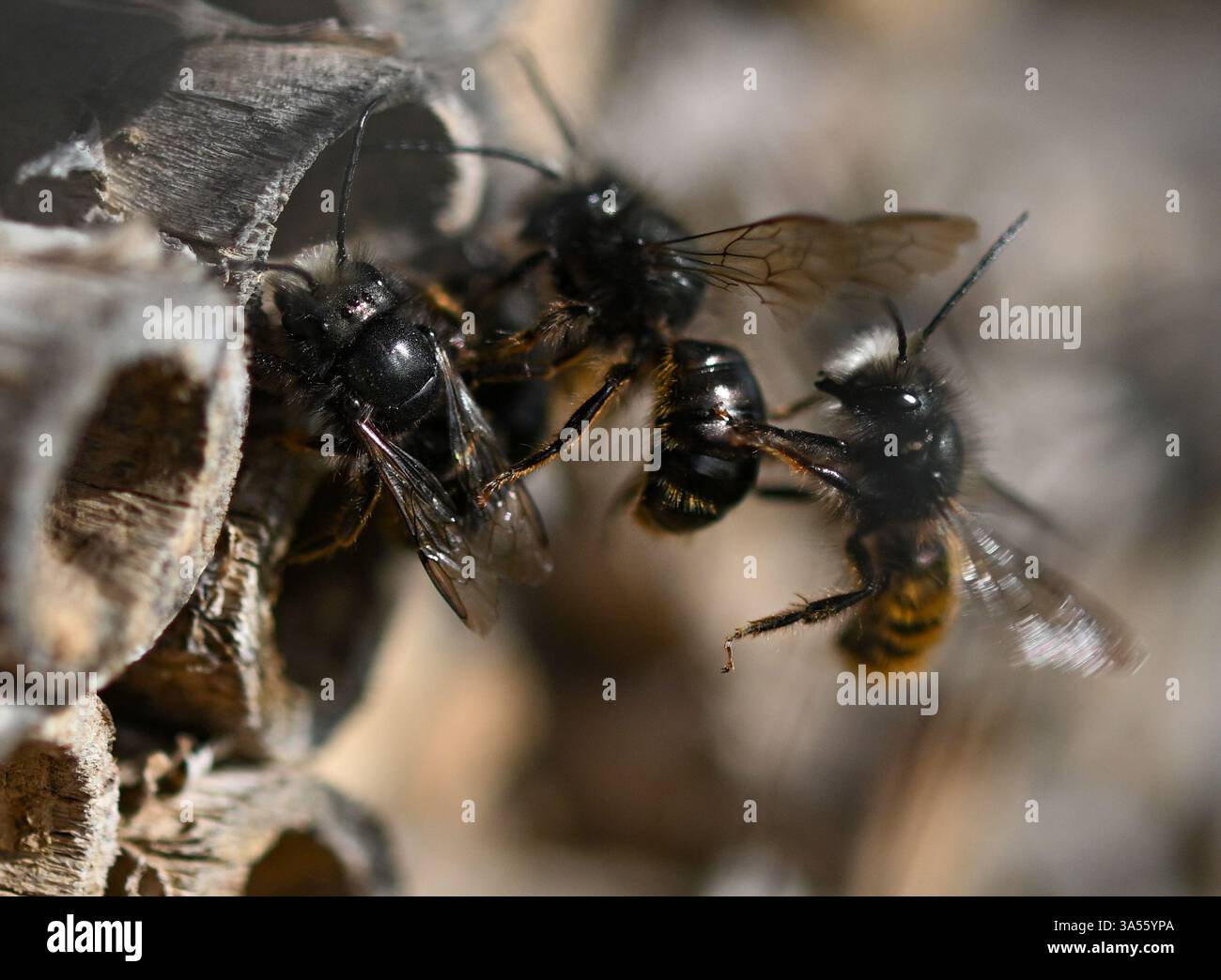 21. März 2025, Hessen, Frankfurt/Main: Rostrote maurerbienen bevölkern ein Wildbienenhotel auf dem Gelände des MainÄppelHauses am Frankfurter Lohrberg. Foto: Arne Dedert/dpa Stockfoto