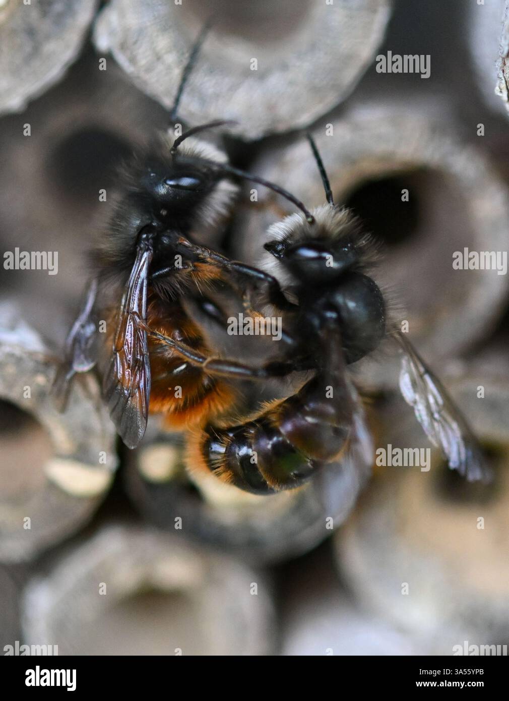 21. März 2025, Hessen, Frankfurt/Main: Rostrote maurerbienen bevölkern ein Wildbienenhotel auf dem Gelände des MainÄppelHauses am Frankfurter Lohrberg. Foto: Arne Dedert/dpa Stockfoto