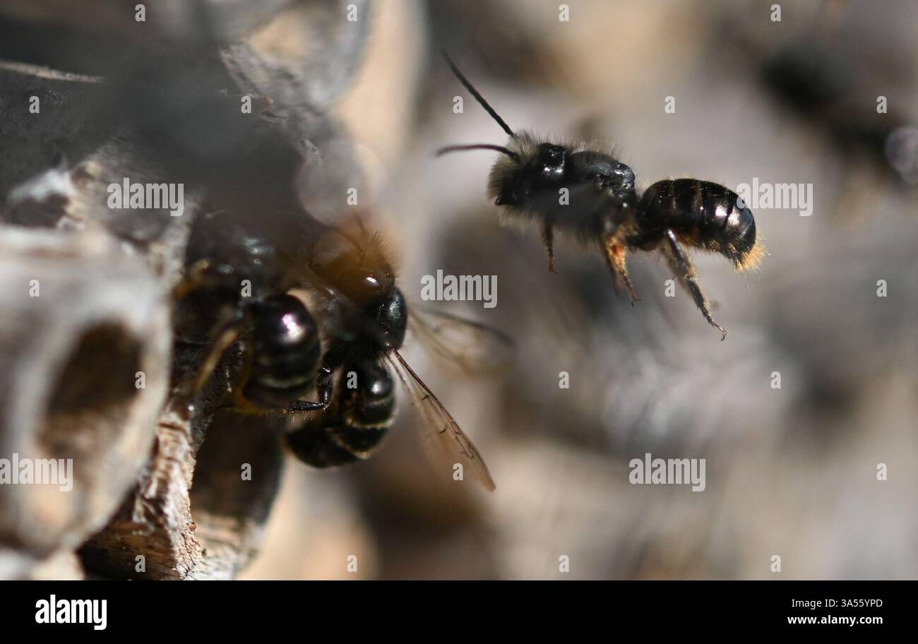 21. März 2025, Hessen, Frankfurt/Main: Rostrote maurerbienen bevölkern ein Wildbienenhotel auf dem Gelände des MainÄppelHauses am Frankfurter Lohrberg. Foto: Arne Dedert/dpa Stockfoto