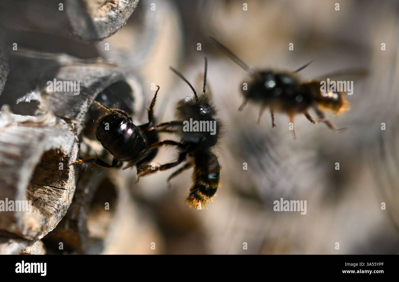 21. März 2025, Hessen, Frankfurt/Main: Rostrote maurerbienen bevölkern ein Wildbienenhotel auf dem Gelände des MainÄppelHauses am Frankfurter Lohrberg. Foto: Arne Dedert/dpa Stockfoto