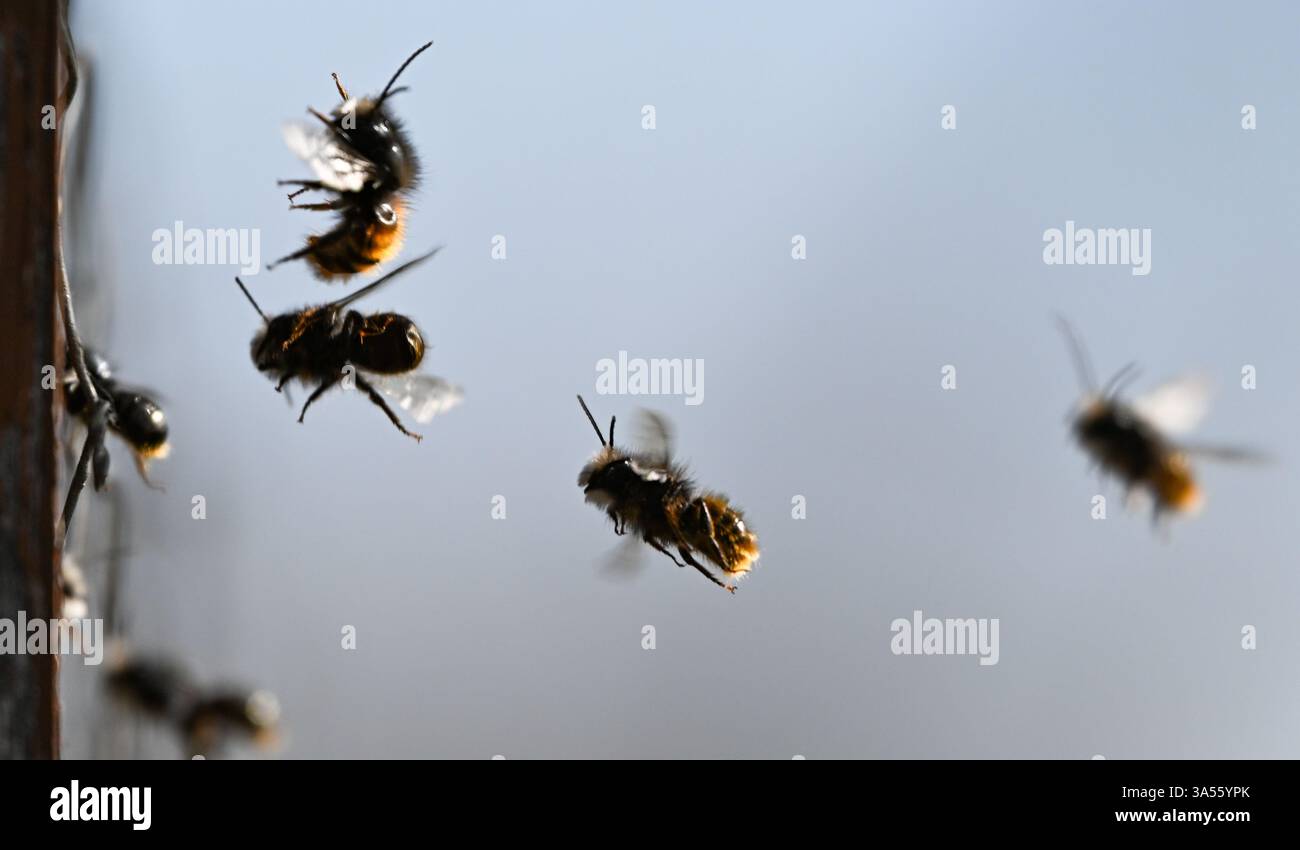 21. März 2025, Hessen, Frankfurt/Main: Rostrote maurerbienen bevölkern ein Wildbienenhotel auf dem Gelände des MainÄppelHauses am Frankfurter Lohrberg. Foto: Arne Dedert/dpa Stockfoto