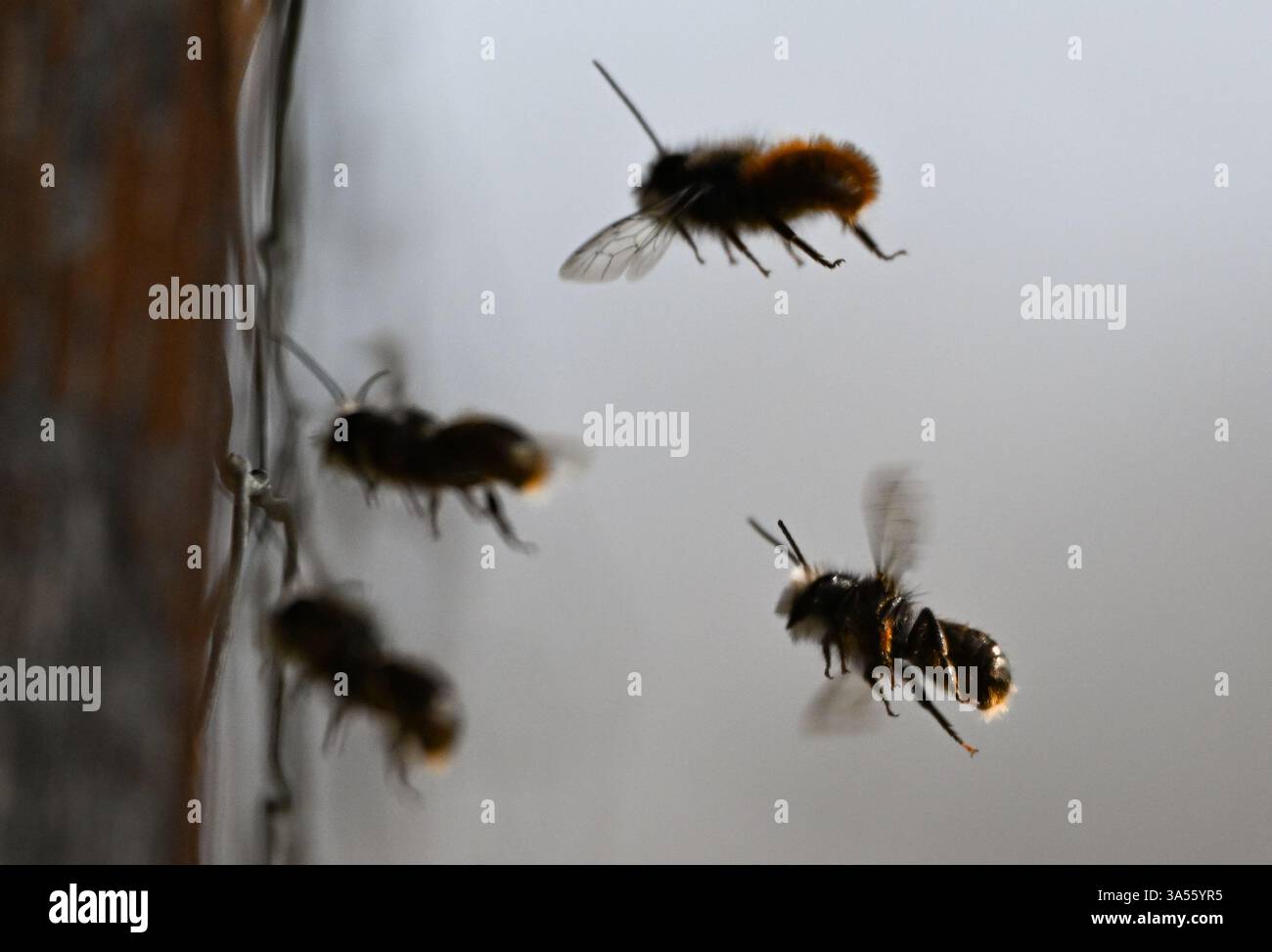 21. März 2025, Hessen, Frankfurt/Main: Rostrote maurerbienen bevölkern ein Wildbienenhotel auf dem Gelände des MainÄppelHauses am Frankfurter Lohrberg. Foto: Arne Dedert/dpa Stockfoto
