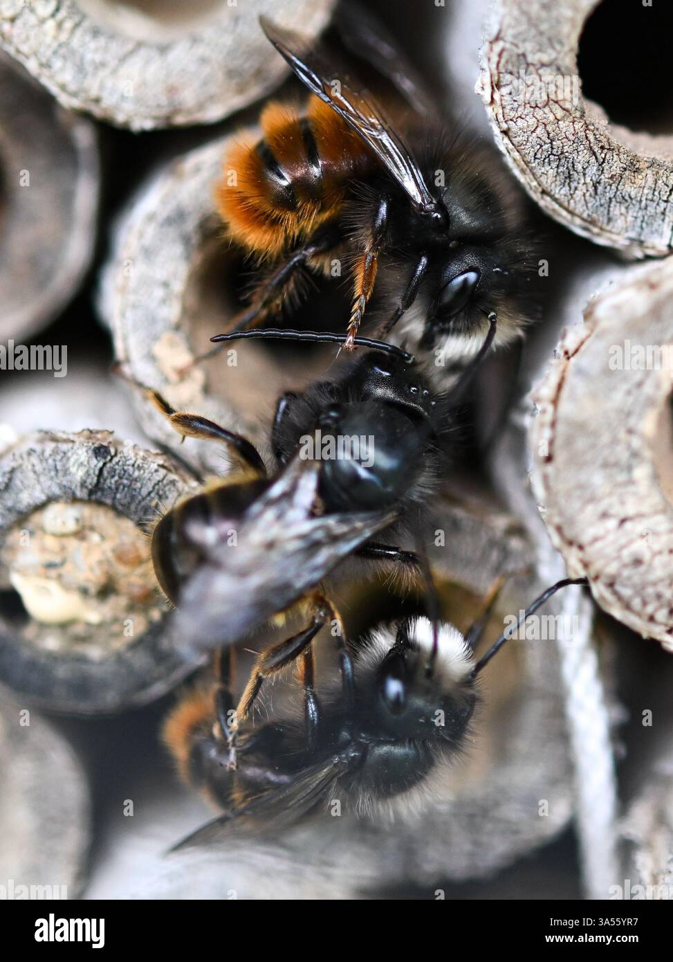21. März 2025, Hessen, Frankfurt/Main: Rostrote maurerbienen bevölkern ein Wildbienenhotel auf dem Gelände des MainÄppelHauses am Frankfurter Lohrberg. Foto: Arne Dedert/dpa Stockfoto