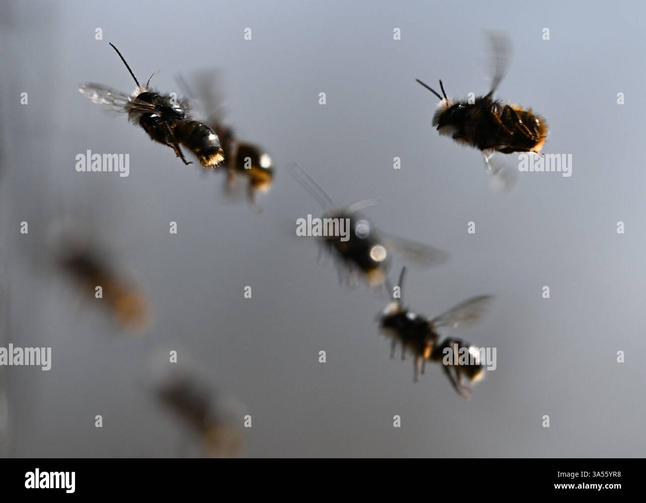 21. März 2025, Hessen, Frankfurt/Main: Rostrote maurerbienen bevölkern ein Wildbienenhotel auf dem Gelände des MainÄppelHauses am Frankfurter Lohrberg. Foto: Arne Dedert/dpa Stockfoto