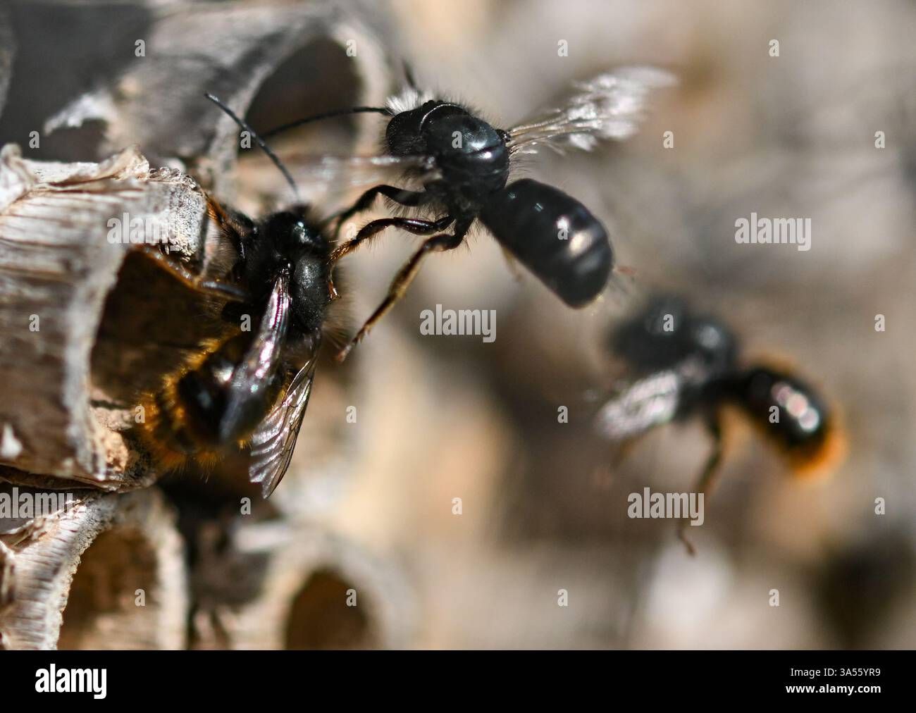21. März 2025, Hessen, Frankfurt/Main: Rostrote maurerbienen bevölkern ein Wildbienenhotel auf dem Gelände des MainÄppelHauses am Frankfurter Lohrberg. Foto: Arne Dedert/dpa Stockfoto