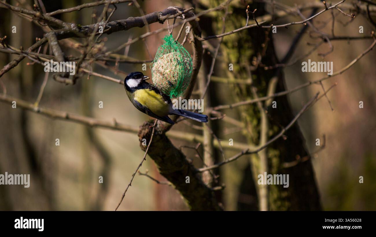 Vogelfütterung an einem fetten Ball in einem natürlichen Lebensraum Stockfoto