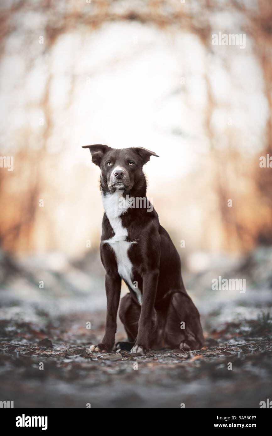 Border Collie Stockfoto