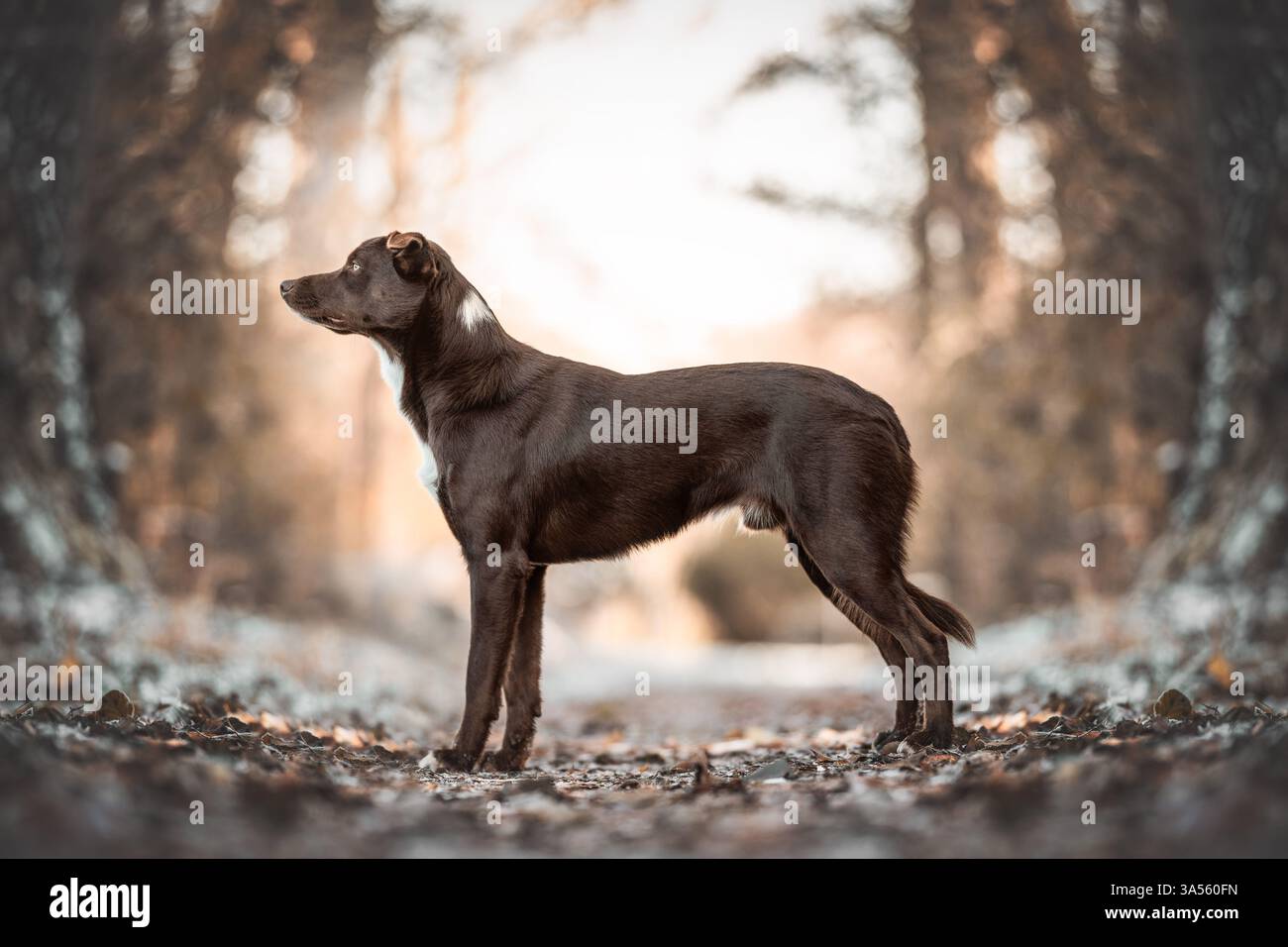 Border Collie Stockfoto