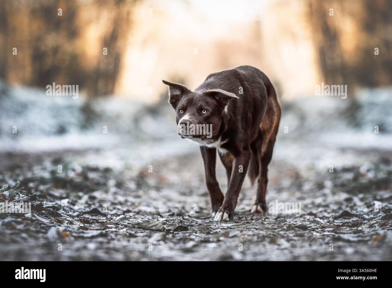 Border Collie Stockfoto