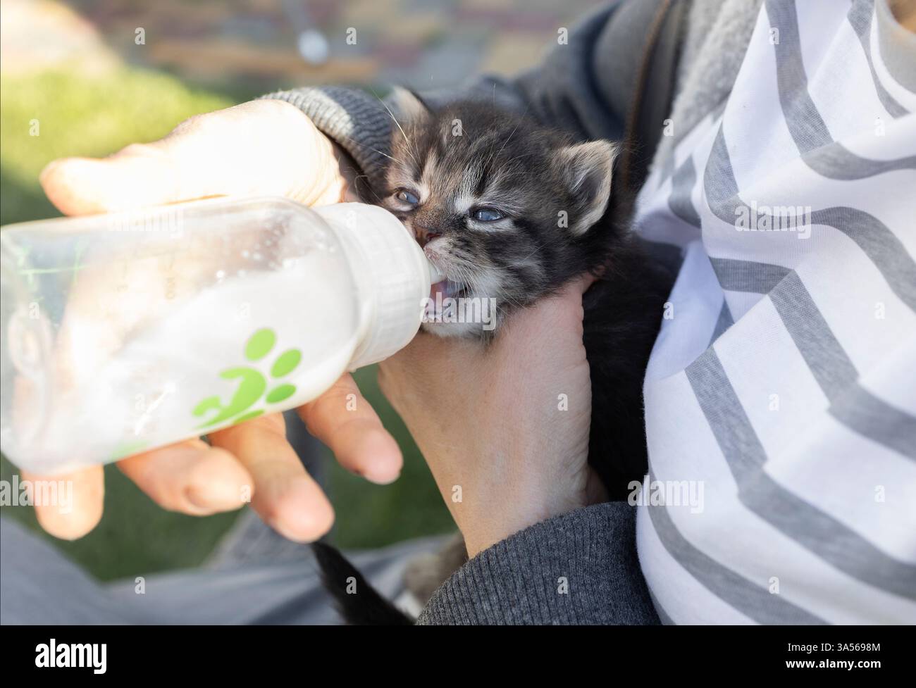 Rette das kleine Kätzchen, füttere die Milch von der Flasche. Kleines Haustier auf künstlicher Fütterung, Rettungskonzepte. Tierpflege Stockfoto