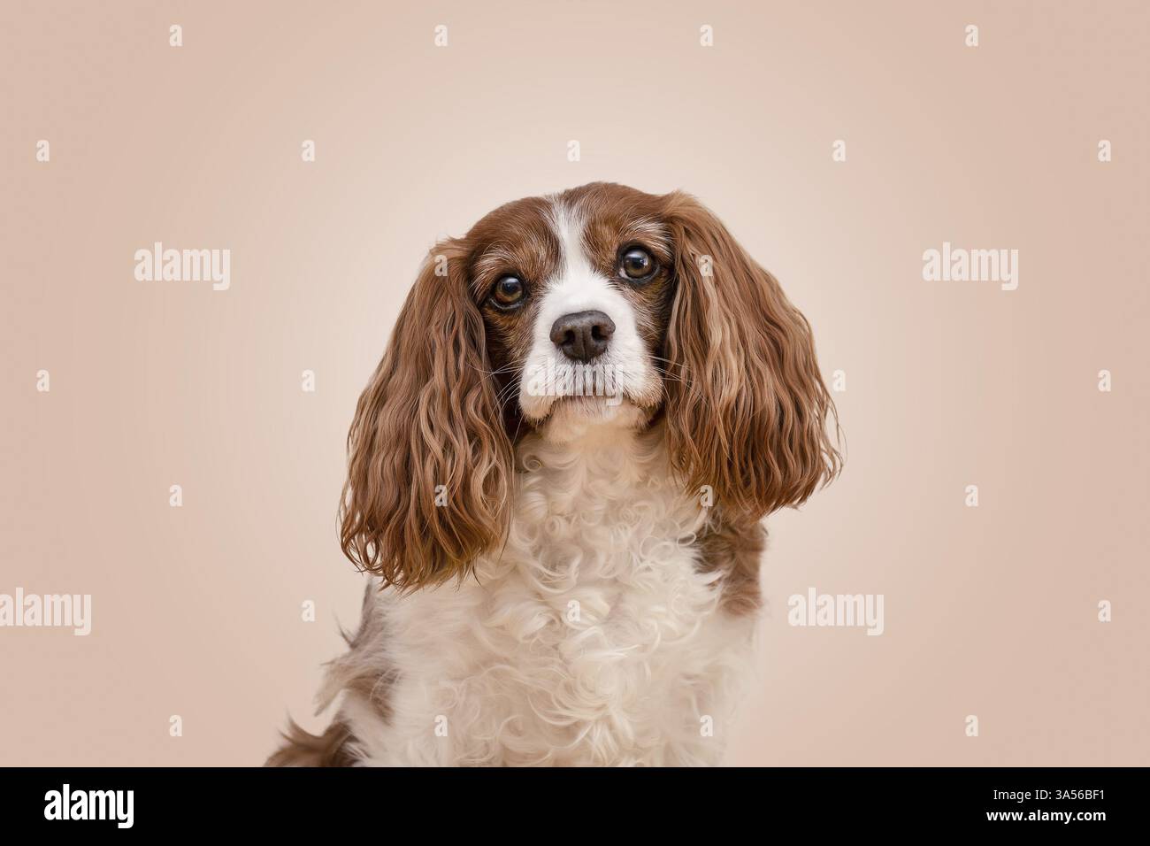 Cavalier King Charles Spaniel Stockfoto