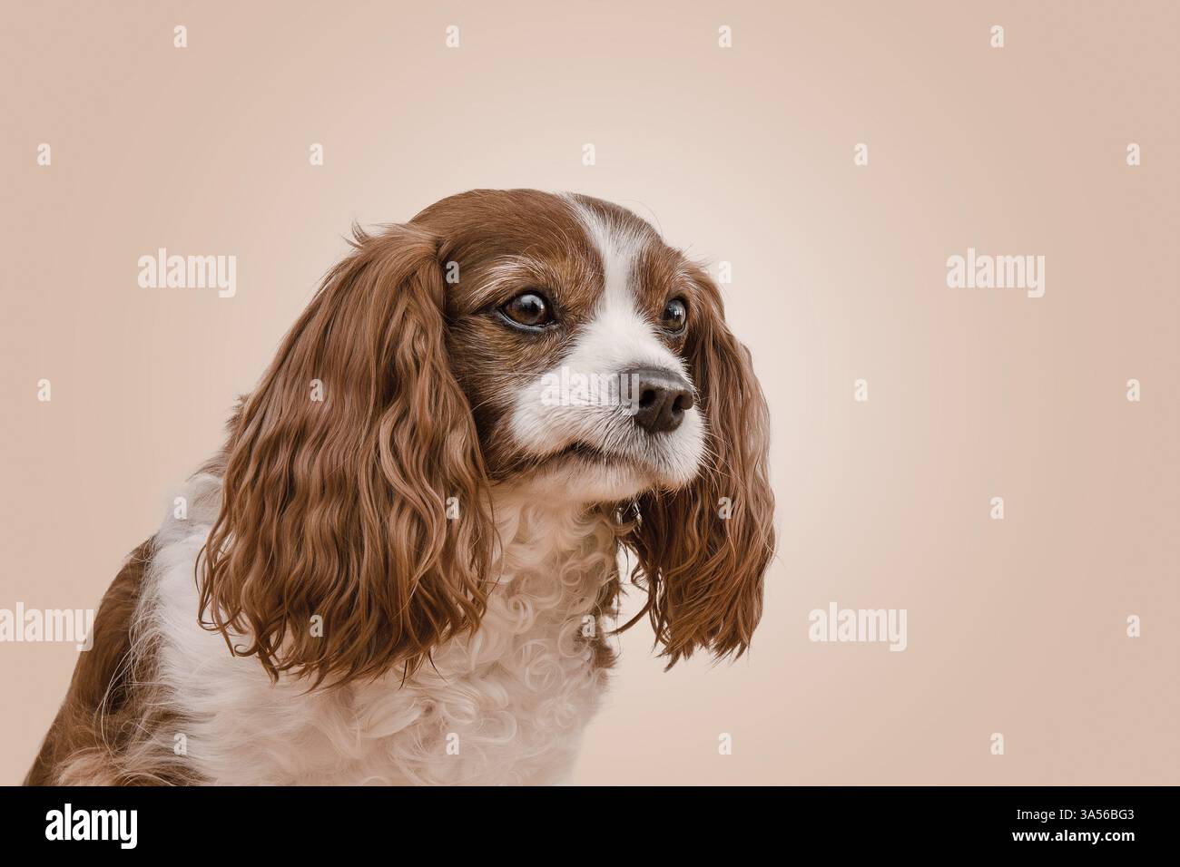Cavalier King Charles Spaniel Stockfoto