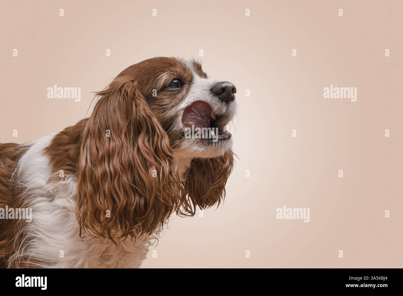 Cavalier King Charles Spaniel Stockfoto