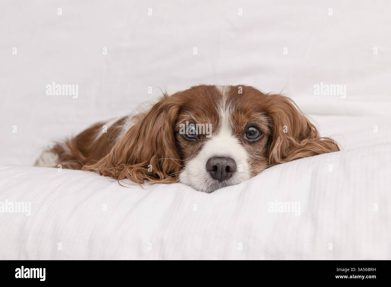 Cavalier King Charles Spaniel Stockfoto