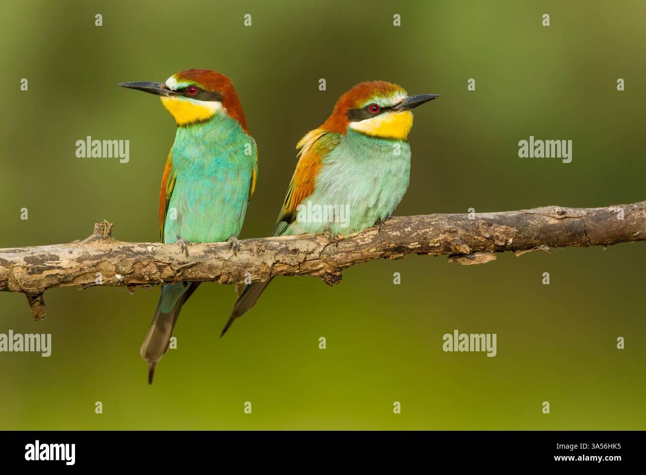 Europäisches Bienenfresser (Merops apiaster), erwachsenes Paar in vollem Brutgefieder, das auf einem kleinen Zweig sitzt und in entgegengesetzte Richtungen blickt Stockfoto