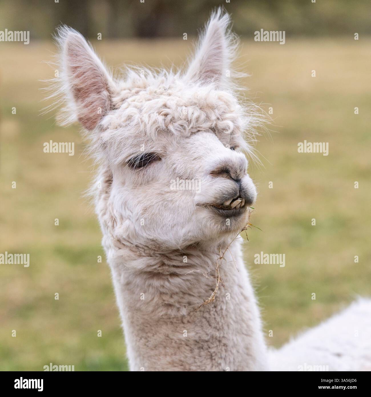 Weiße Alpaka-Kamera aus nächster Nähe Stockfoto