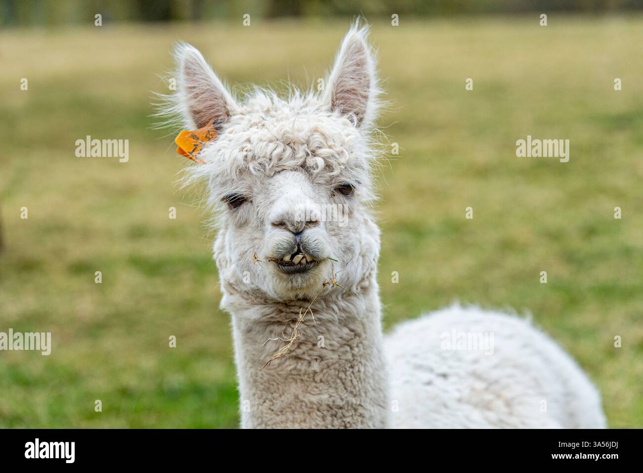 Weiße Alpaka-Kamera aus nächster Nähe Stockfoto