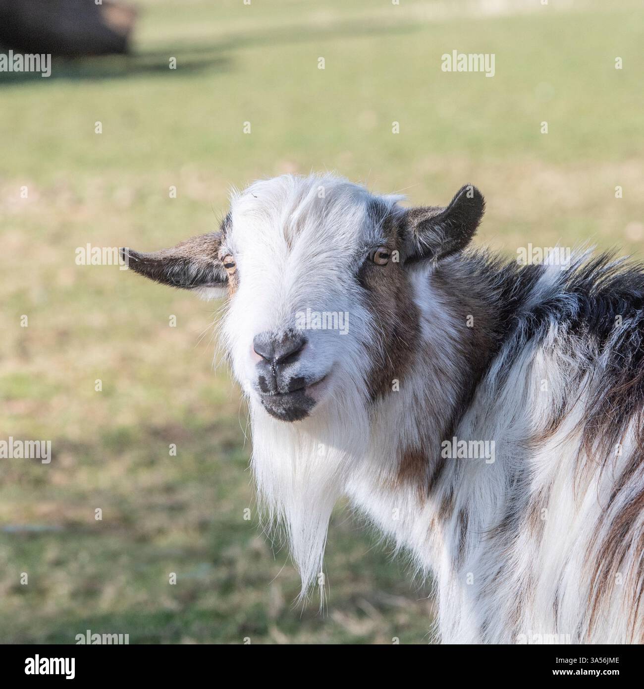 Zwergziege, die in die Kamera schauen Stockfoto