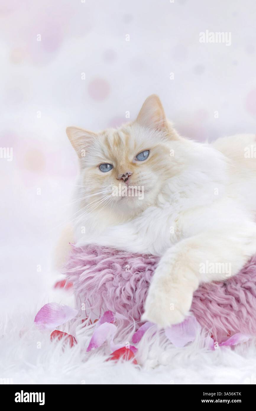 Ragdoll Stockfoto
