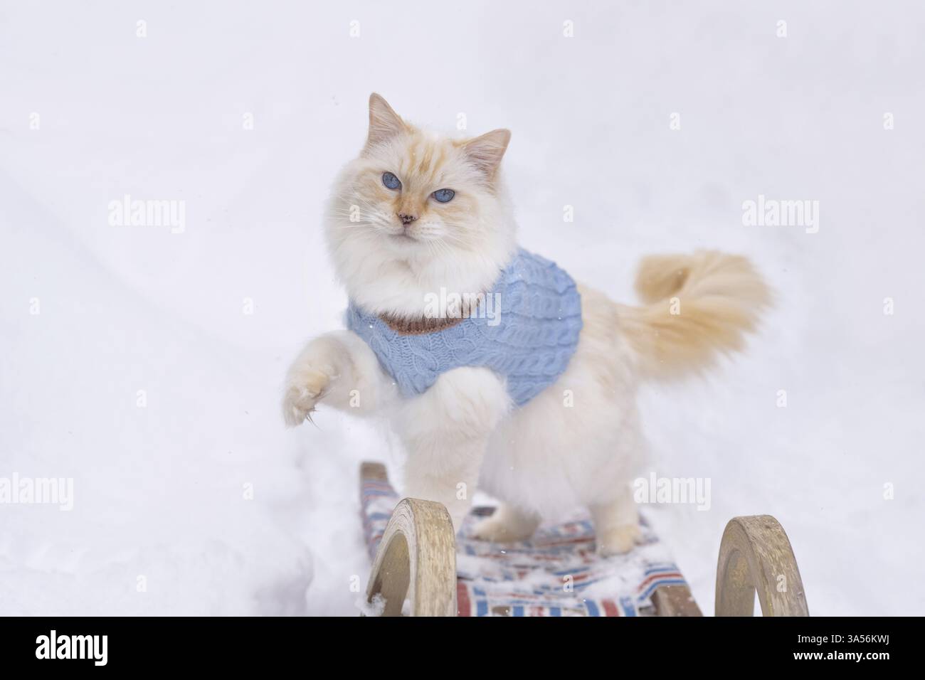 Ragdoll Stockfoto
