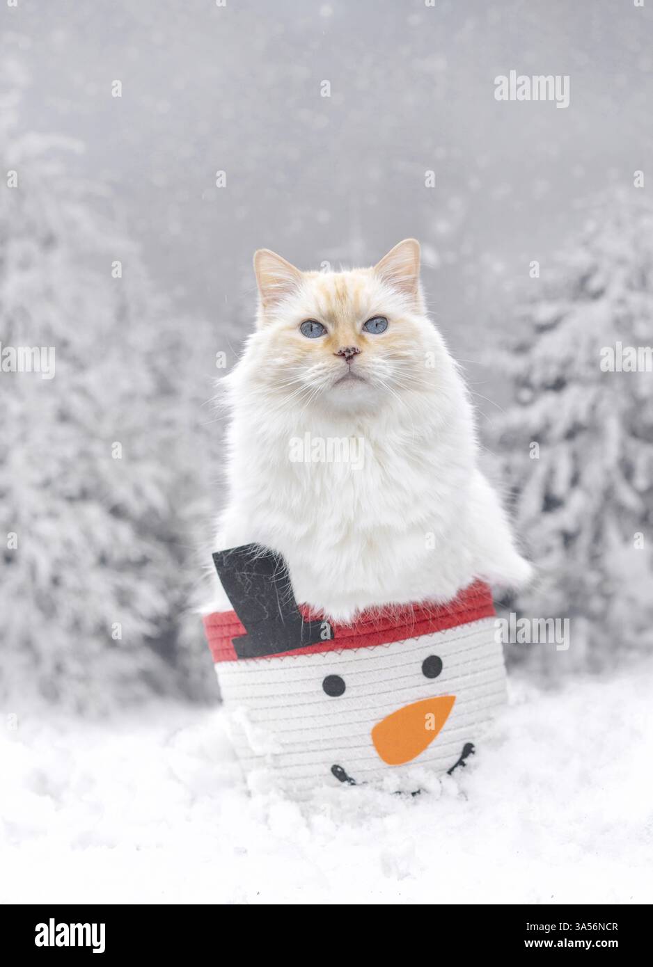 Ragdoll Stockfoto