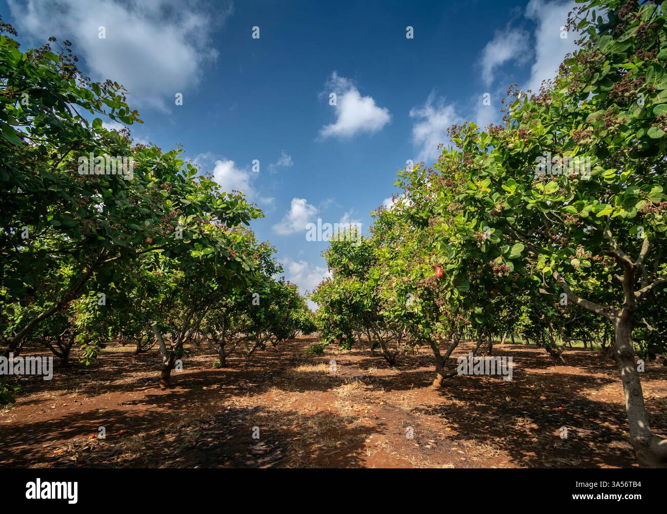 Cashewbäume und Obst auf der Bio-Farm in thailand an sonnigen Tagen Stockfoto