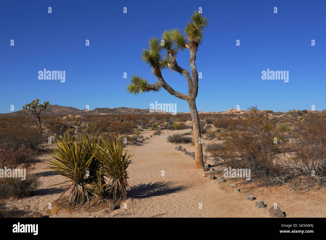 Desert Trail im Joshua Tree National Park Stockfoto