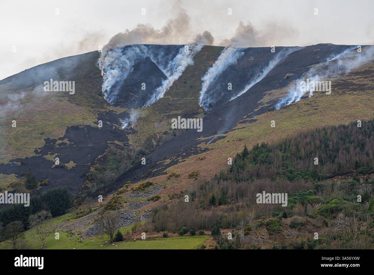 Grass-Feuer Stockfoto