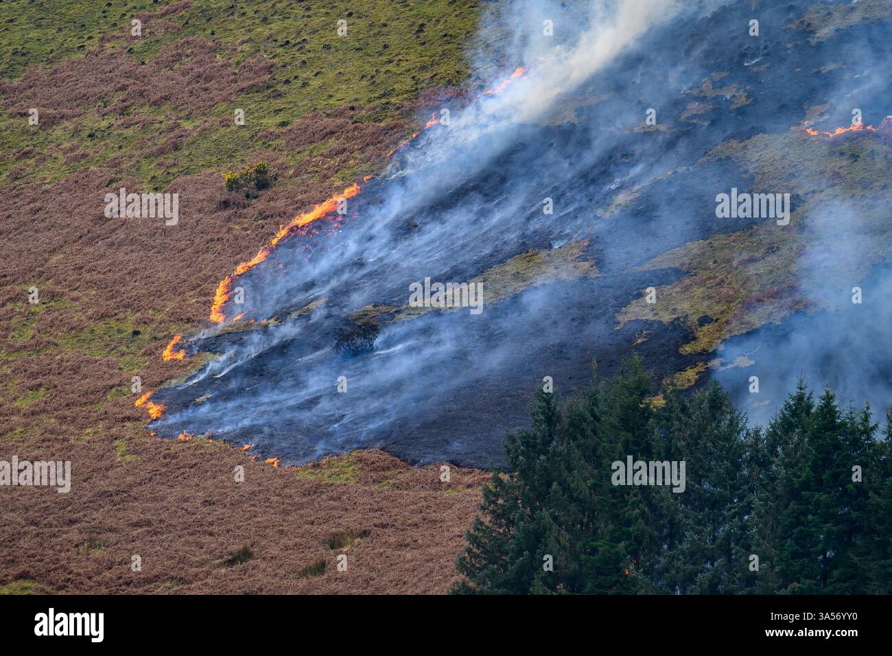 Grass-Feuer Stockfoto