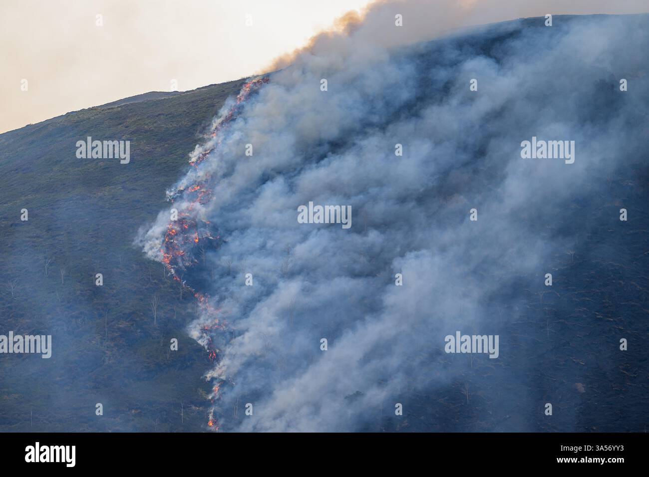 Grass-Feuer Stockfoto