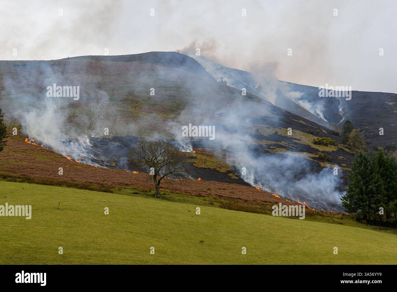 Grass-Feuer Stockfoto