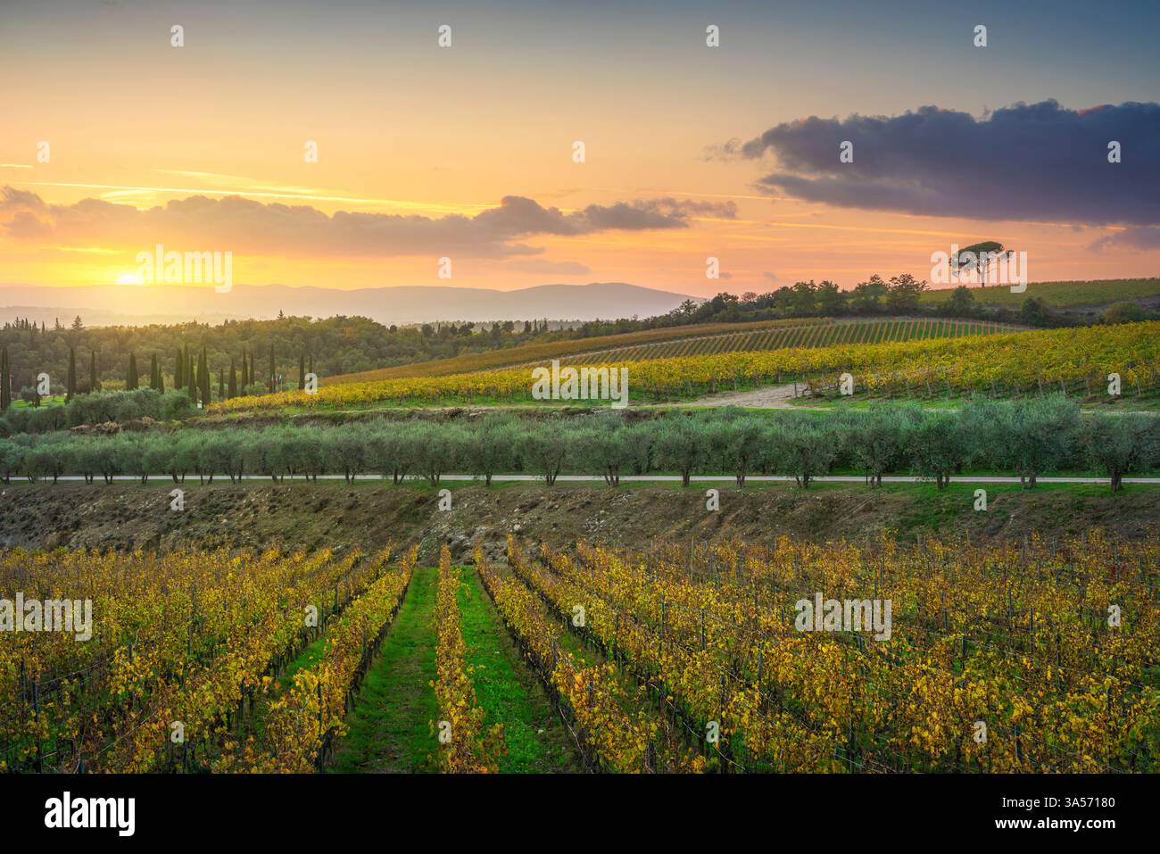 Kiefer und Weinberge, Herbstlandschaft in der Chianti-Region bei Sonnenuntergang. Pievasciata, Castelnuovo Berardenga, Provinz Siena, Toskana, Italien Stockfoto