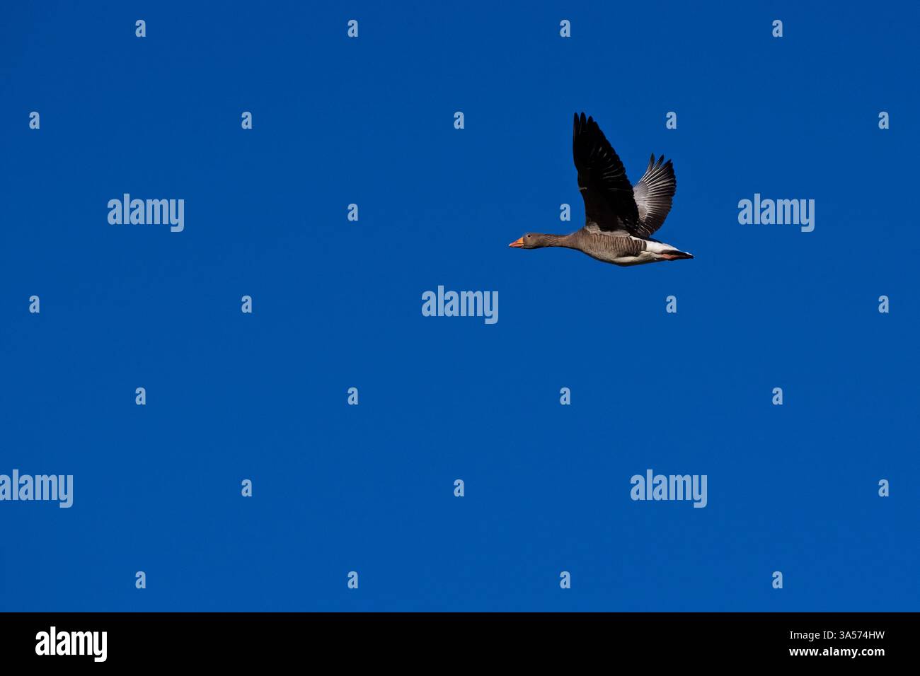 Rosafarbene Gans (Anser brachyrhynchus), im Flug, gegen tiefblauen Himmel, Shetland Isles, Großbritannien Stockfoto