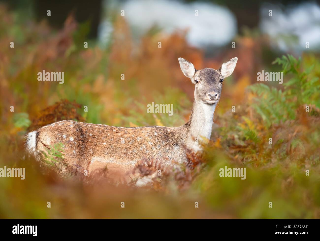 Porträt eines Damhirschweibchens, das im Herbst in Bracken steht. Stockfoto