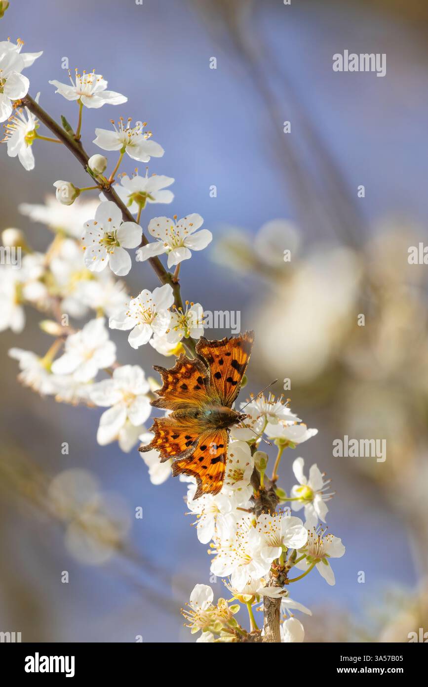 Nahaufnahme eines wilden britischen Komma-Schmetterlings (Polygonia c-Album), der sich in der Frühlingssonne auf einer weißen Blütenblüte niederließ. Stockfoto
