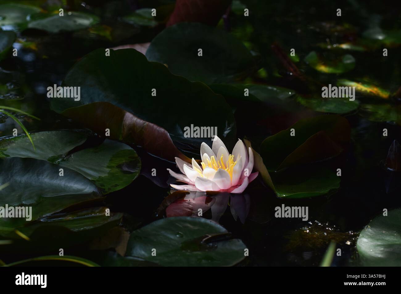 Dunkle und stimmungsvolle Seerosenblüte mit Lilienpads in einem Teich, mit Blume, die von direktem Sonnenlicht beleuchtet wird, und mit Kopierraum Stockfoto