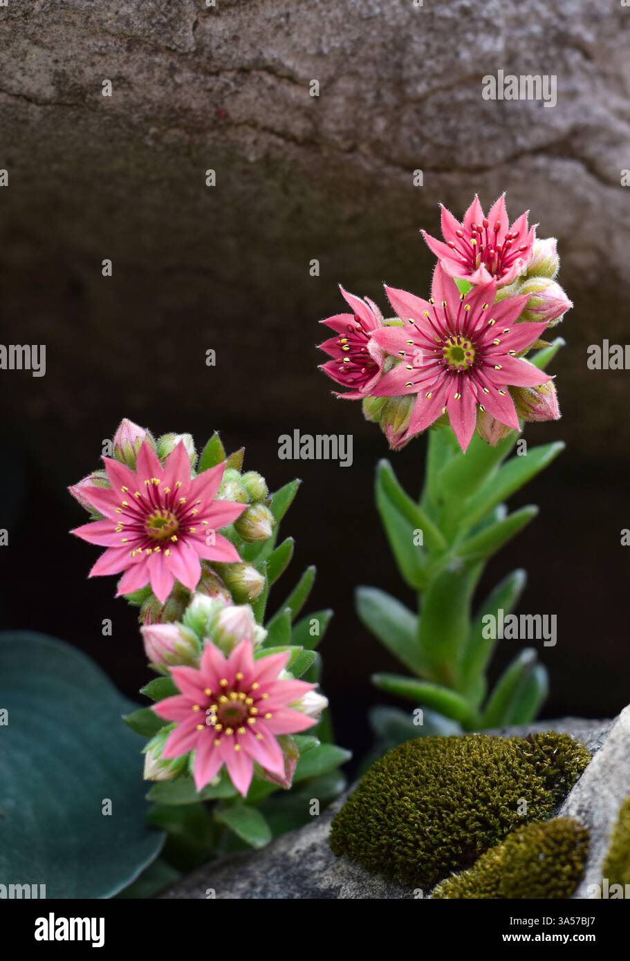 Sempervivum arachnoideum sukkulent in Blüte mit rosa Blüten zwischen Felsen in einer Gartennähe Stockfoto
