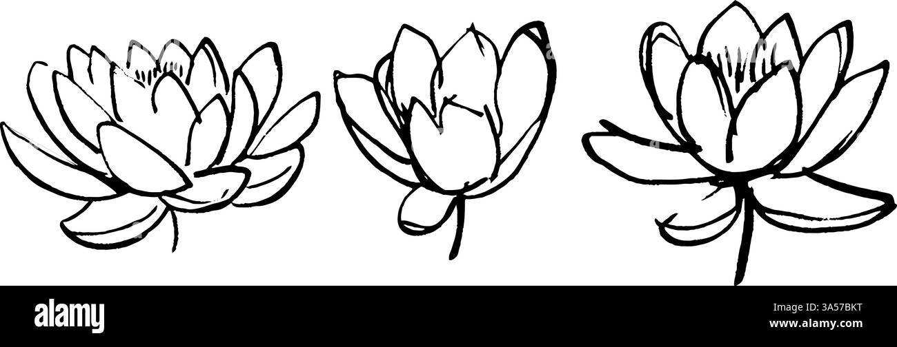 Drei handgezeichnete Lotusblüten in verschiedenen Blütestadien mit zarten Blütenblättern und komplizierten Details, ideal für künstlerische oder botanische Themen. Stock Vektor