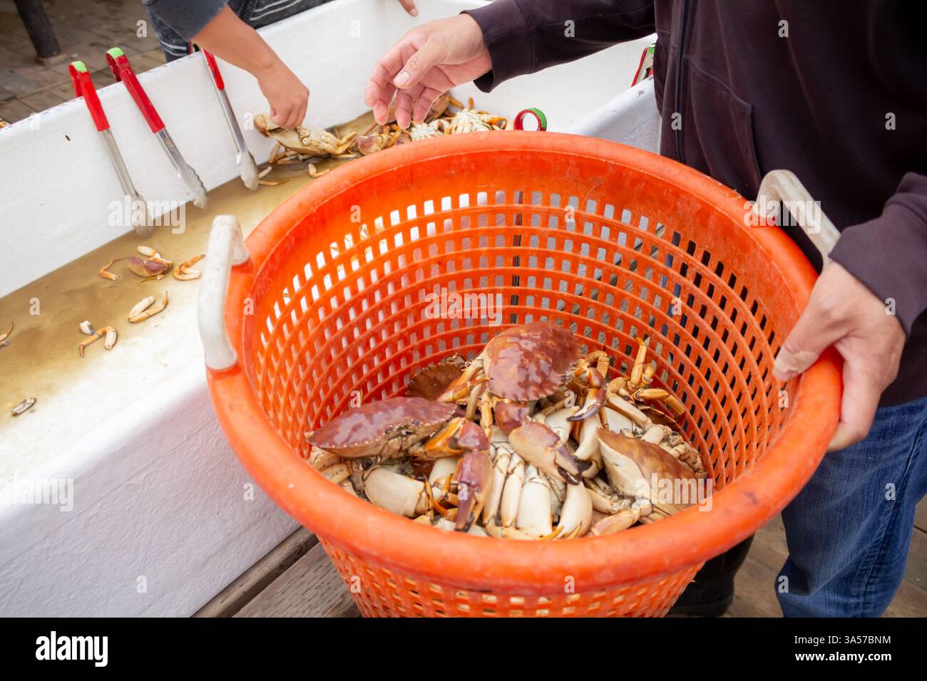 Eine Person legt Steinkrabben in einen Eimer auf einem lokalen Fischmarkt Stockfoto