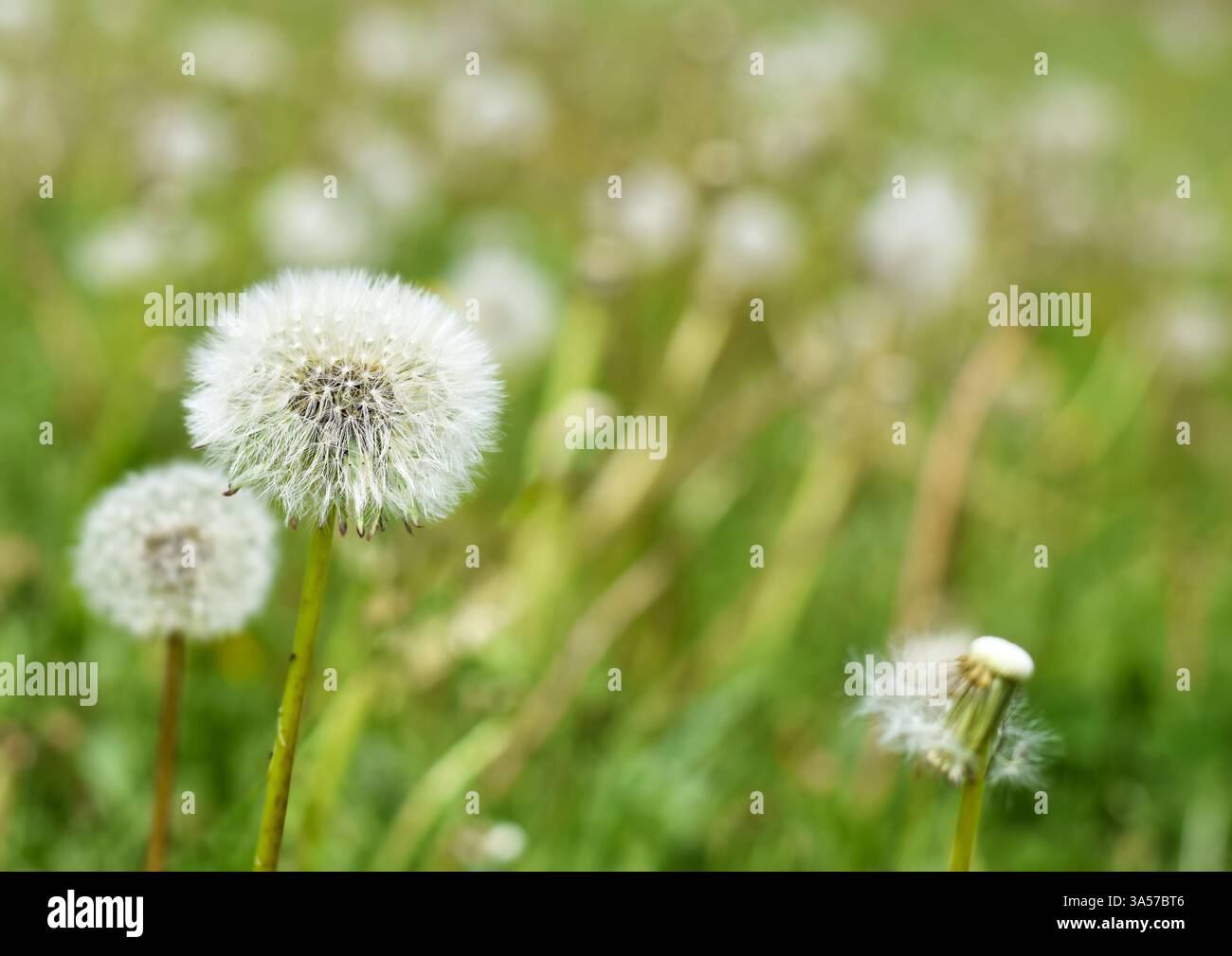 Weiche und flauschige weiße Löwenzahn-Samenköpfe mit selektivem Fokus Stockfoto