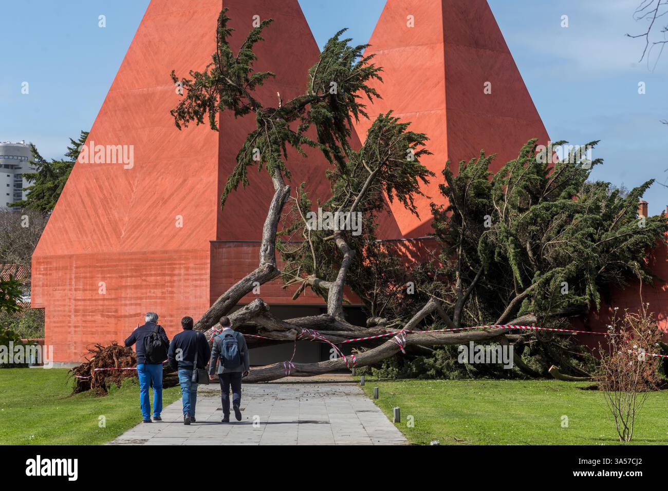 Umgefallene Bäume vor dem Casa Paulo Rego Museum in Cascais, Portugal Stockfoto